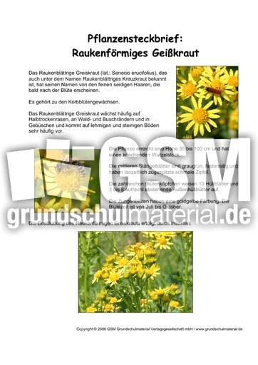 Pflanzensteckbrief-Raukenförmiges-Geißkraut.pdf